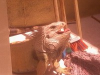 /album/fotogaleria/iguana-jpg/